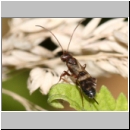 Cryptinae spp - Schlupfwespe 07a 6mm OS-Wallenhorst-Sandgrube-Tuempelufer.jpg